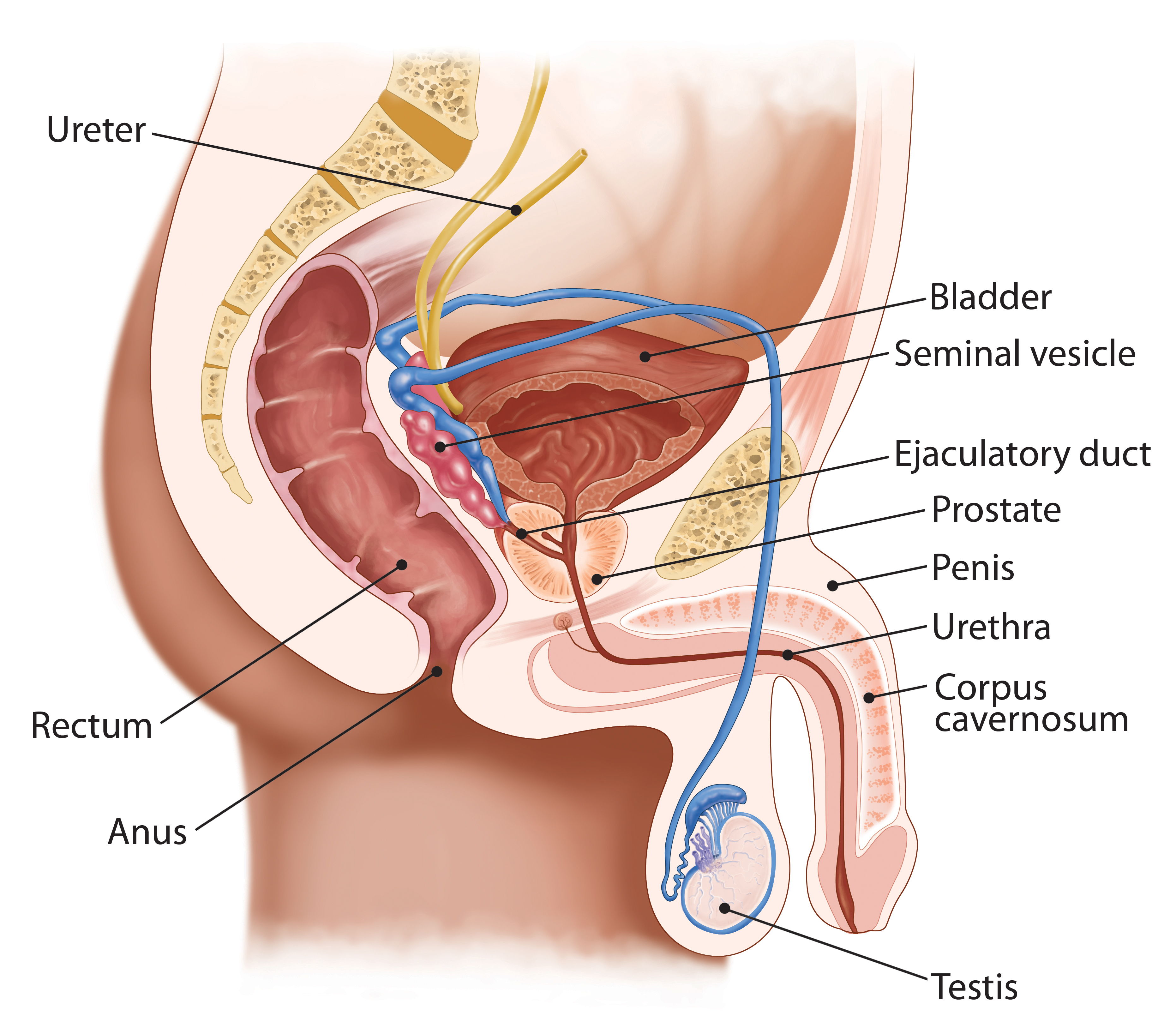 can colon cancer cause prostate problems